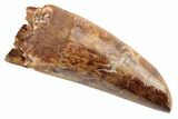 Fossil Phytosaur Tooth - New Mexico #192558-1